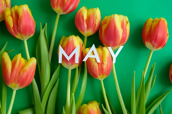 Dobrý Den May Čerstvými Žlutočervenými Tulipány Zeleném Pozadí Koncept Mezinárodního — Stock fotografie
