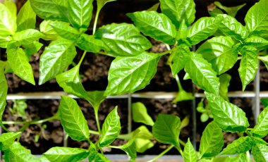 Su toplayan serada tepside yetişen biber tohumları. Bahçe işleri.