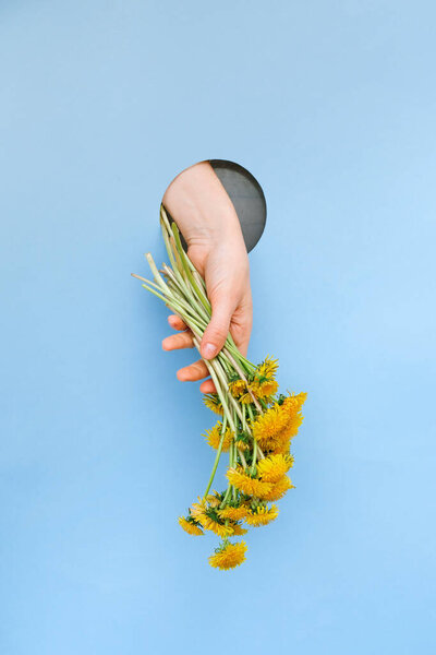 Hand holding a bunch of dandelions through a hole on blue background. Concept Happy Summer. Template for postcard. The bouquet looks out of a paper hole.