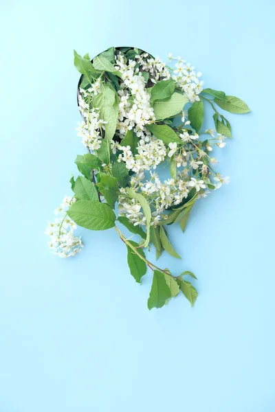 Spring Border Background Beautiful White Flowering Branches Pastel Blue Background — Stock Photo, Image