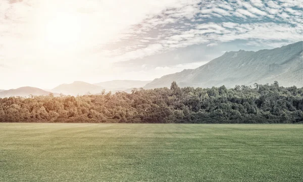 Groene weide in lichten van zomerzon — Stockfoto