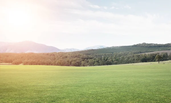 Groene zomerparadijs — Stockfoto