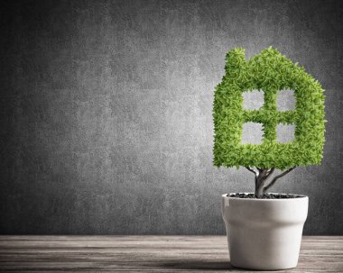 yeşil saksıda bitki 