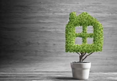 yeşil saksıda bitki 