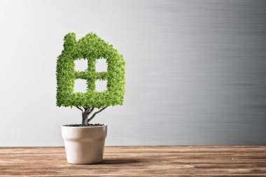 yeşil saksıda bitki