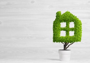 yeşil saksıda bitki