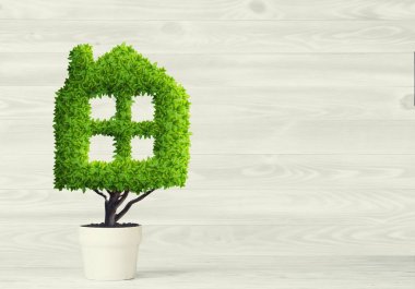 yeşil saksıda bitki 