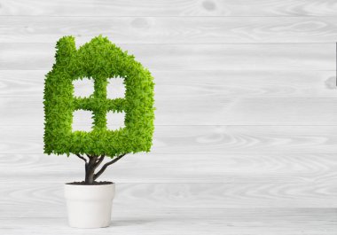 yeşil saksıda bitki 