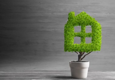 yeşil saksıda bitki 