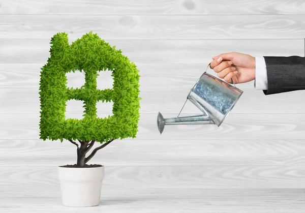 yeşil saksıda bitki 