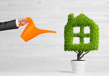 yeşil saksıda bitki 