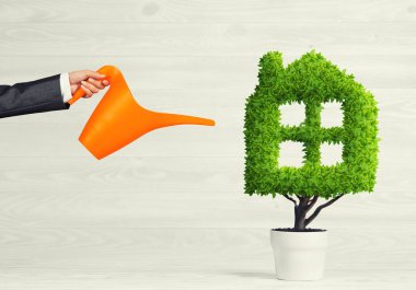 Yeşil bitki sulama kadının el