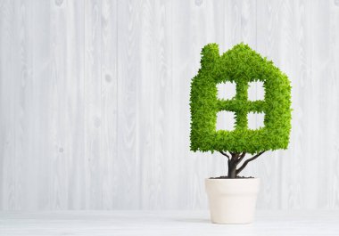 yeşil saksıda bitki