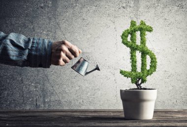 Beyaz kap içinde büyüyen yeşil Doları ağaç sulama adamın elini
