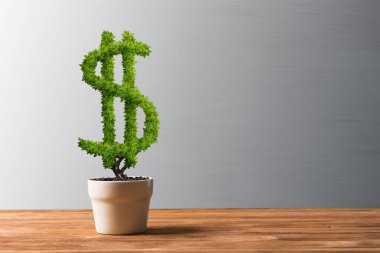 Beyaz kap içinde büyüyen yeşil Doları ağaç