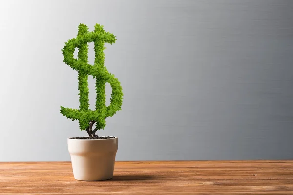 Árbol Dólar Verde Creciendo Maceta Blanca — Foto de Stock