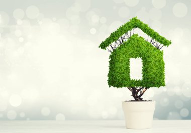 Yeşil bitki tencerede gibi ev şeklinde