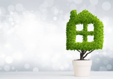 Yeşil bitki tencerede gibi ev şeklinde