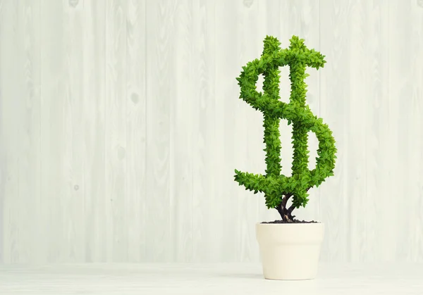 Gröna Dollar Träd Växer Vit Kruka — Stockfoto