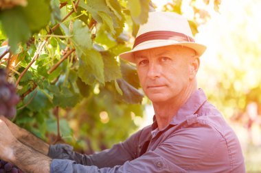 Hasır şapkalı şarapçı, asma sırasındaki üzümleri topluyor. Geleneksel şaraphane ekolojik çiftlik ve şarap üreticisi işi. Üzüm bağında çalışan yetişkin bir hasatçı. Şarap endüstrisinde hasat zamanı.