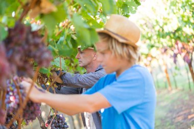 Genç işçi, güneşli bir günde üzüm bağından kırmızı üzüm topluyor. Şapkalı ve mavi tişörtlü bir çocuk. Asma üzümlerden üzüm topluyor. Şarap imalathanesini hasat et. Genç beyaz çiftçi dışarıda çalışıyor..
