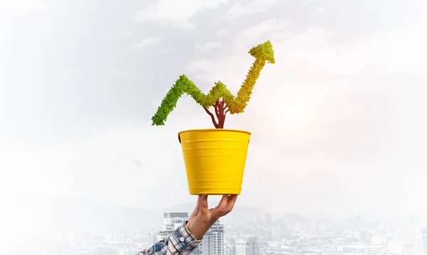 Green plant in shape of grow up trend in yellow pot. Business analytics and statistics. Friendly ecosystem for business and investment. Human hand holding pot with green plant. Financial progress