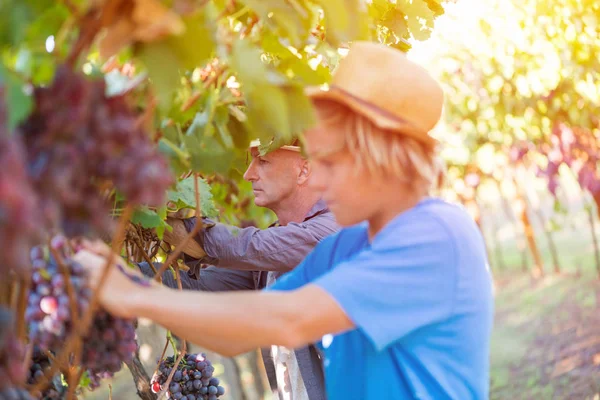 Young worker picking grapes in vineyard at sunny day. Boy in hat and blue t-shirt harvesting ripe grapes from grapevine. Harvest time in winery industry. Young caucasian farmer at work outdoor.
