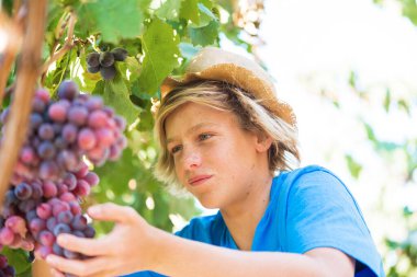 Genç işçi, güneşli bir günde üzüm bağından kırmızı üzüm topluyor. Şapkalı ve mavi tişörtlü bir çocuk. Asma üzümlerden üzüm topluyor. Şarap endüstrisinde hasat zamanı. Genç beyaz çiftçi dışarıda çalışıyor..