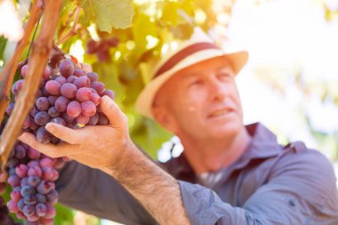 Şarap imalatçısı hasır şapkalı adam vintage sırasında üzümleri inceliyor. Geleneksel şarapçılık ve şarap imalatı işi. Yetişkin şarap tüccarı üzüm bağında şarap kalitesini ölçüyor. Şarap endüstrisinde hasat zamanı