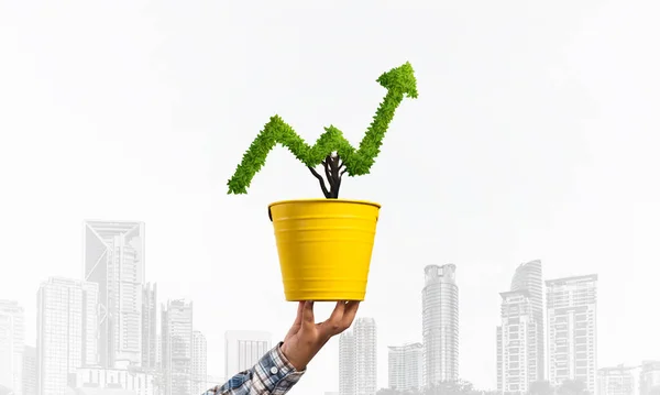 Green plant in shape of grow up trend in yellow pot. Business analytics and statistics. Friendly ecosystem for business and investment. Human hand holding pot with green plant. Financial progress