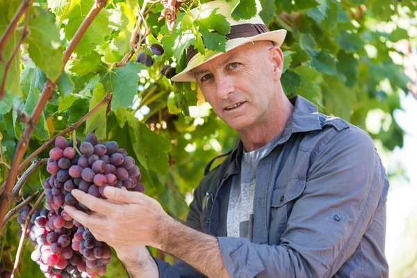 ヴィンテージ中にブドウを調べる麦藁帽子のワインメーカーの男 伝統的なワイナリー文化とワインメーカーのビジネス ブドウ畑でワインブドウをチェックする大人のブンナー ワイナリー業界で収穫時期 — ストック写真