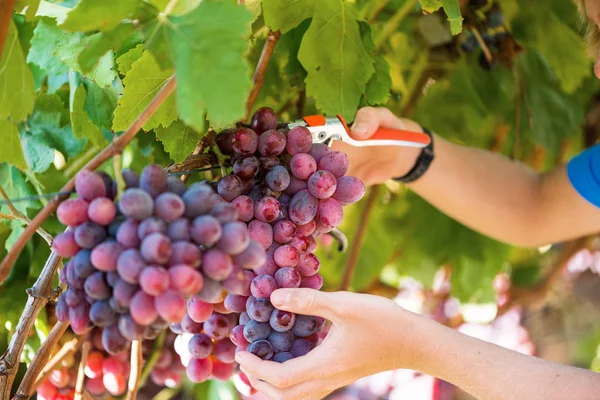 クローズアップ男性の手は 庭の剪定師と赤ブドウの束を摘みます 田園地帯の庭で季節の収穫 伝統と自然のワイン産業 緑の葉とブドウのブドウの束 — ストック写真