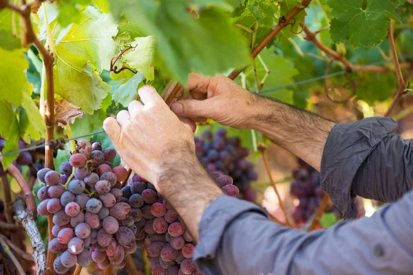 クローズアップ男性の手は赤ブドウの束を摘みます 田園地帯の庭で熟したブドウを季節の収穫 伝統と自然のワイン産業 緑の葉とブドウのブドウの束 — ストック写真