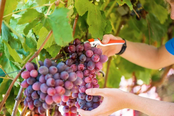 クローズアップ男性の手は 庭の剪定師と赤ブドウの束を摘みます 田園地帯の庭で季節の収穫 伝統と自然のワイン産業 緑の葉とブドウのブドウの束 — ストック写真