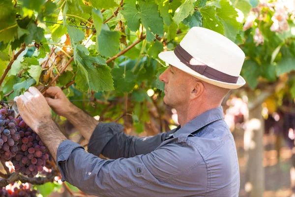 緑の葉を持つブドウから熟した赤ブドウを摘む庭師 伝統的なワイナリー生態農場とワインメーカーのビジネス Side View大人収穫者でわら帽子作業でブドウ畑 — ストック写真