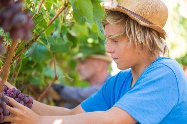 Hasır şapkalı sarışın ergen güneşli bir günde üzüm bağında olgunlaşmış üzüm topluyor. Asma üzümlerden kırmızı üzüm toplayan bir çocuk. Şarap endüstrisinde hasat zamanı. Genç beyaz çiftçi dışarıda çalışıyor..