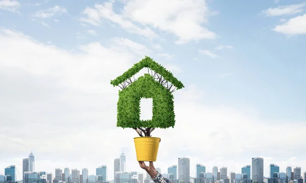 Green plant in shape of house grows in yellow pot. Human hand holding pot with plant. Green and eco friendly technology. Sale and rent real property advertising. Real estate agency presentation.