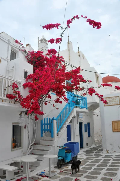 Tipik Yunan Kırmızı Begonviller Mavi Kapı Pencere Mykonos Ile Beyaz — Stok fotoğraf