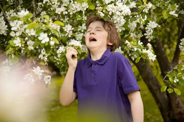 Anti hapşırma çocuk çocuk elma ağaç bahçe beyaz çiçekli — Stok fotoğraf