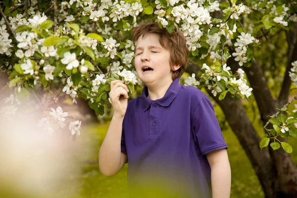 Alergia estornudar niño en el jardín de manzanos con flores blancas — Foto de Stock