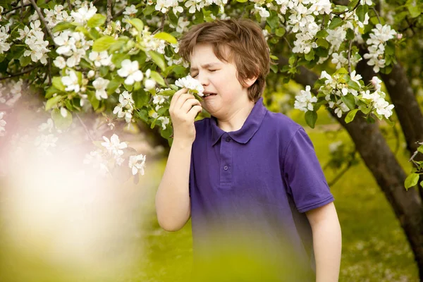 Alergia espirrar criança menino no jardim de árvores de maçã com flores brancas — Fotografia de Stock