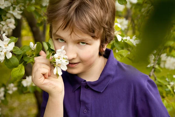 Söt pojke kid i apple trädgården nöjda med blommor under våren — Stockfoto