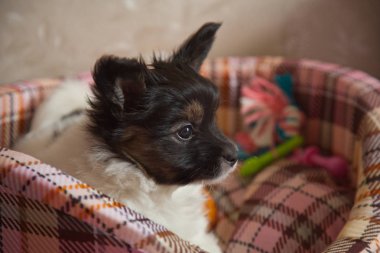 köpek yavrusu köpek bebek 2 ay papillon