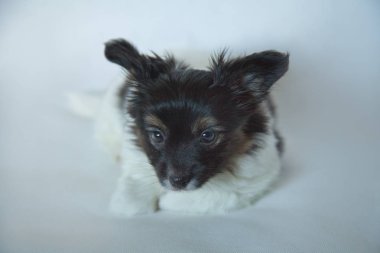 köpek yavrusu köpek bebek 2 ay papillon