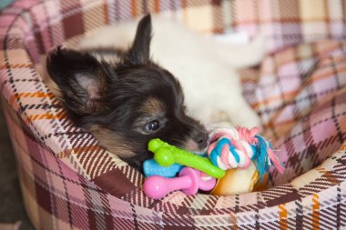 köpek yavrusu köpek bebek 2 ay papillon