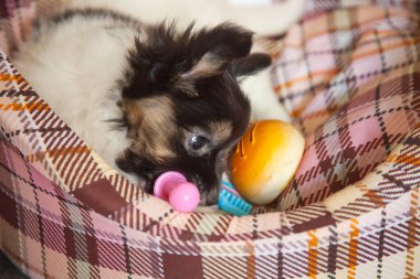 köpek yavrusu köpek bebek 2 ay papillon