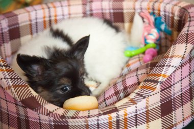 köpek yavrusu köpek bebek 2 ay papillon