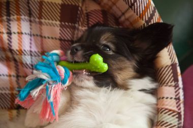 köpek yavrusu köpek bebek 2 ay papillon
