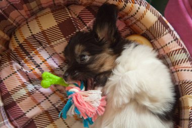 köpek yavrusu köpek bebek 2 ay papillon