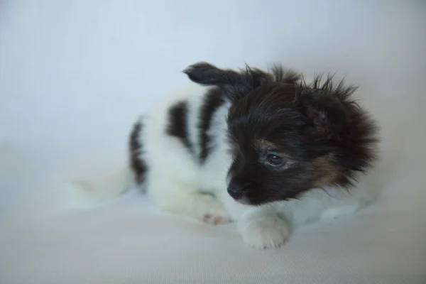子犬犬の赤ちゃん 2 ヶ月パピヨン — ストック写真
